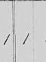 Record image of Emma (Emmy) "Altman" Altmann (born Kopperl)