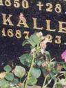 Record image of Kalle Vink