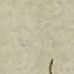 Record image of Maria Helena Rijnen (born van Laarhoven)