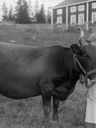 Record image of Margaretha Olsson (o.s. Nilsdotter)