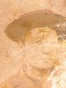 Record image of Enrique Coronel Carrasco