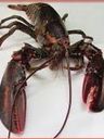 Record image of Herman Andreasson Hummer