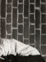 Record image of Søren Bruun jensen (born Jensen Bruun)