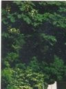 Record image of Zorka Ognjenović (rođena Knežević)