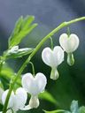 Record image of ✔ Annicka Anna Johansson (born Larsdotter (Thunström))