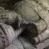 Record image of Diego Alvares de Henestrosa