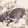 Record image of Edna Edith Brown (born Godenzi)