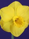 Record image of Mary Elizabeth Sabin (geboren Bush)