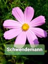 Record image of Josef Schwendemann