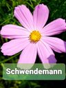 Record image of Valentin Schwendemann