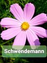 Record image of Josef Schwendemann