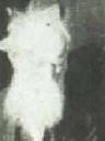 Record image of Thomas Jefferson White