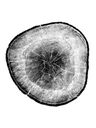 Record image of Jacob Alewijnsz Coningh
