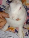 Record image of Santi Chaudhary (born Devi)
