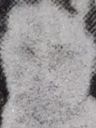 Record image of Elizabeth Dunstan (born McIntosh)