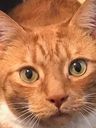 Record image of Cody Due Brown Cat