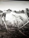 Record image of Julius Manfred Ottosson