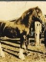 Record image of Sydney Alexander Johnston