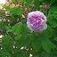 Photo item