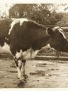 Record image of Johannes Anthonius Casper van der Horst