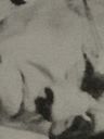Record image of Daniel Bascum Perry