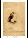 Record image of Caroline "Carrie" Maria Gay Coleman (geb. Page)