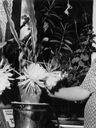 Record image of Tekla Sofia Nilsson (born Mattsson)