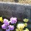 Photo item