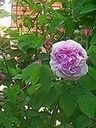 Record image of * Anna Dorothea - (born Rosenius)