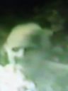 Record image of Mary Angeline Lord (born Manning)
